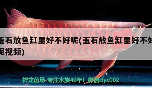 玉石放魚缸里好不好呢(玉石放魚缸里好不好呢視頻) 祥龍龍魚專用水族燈