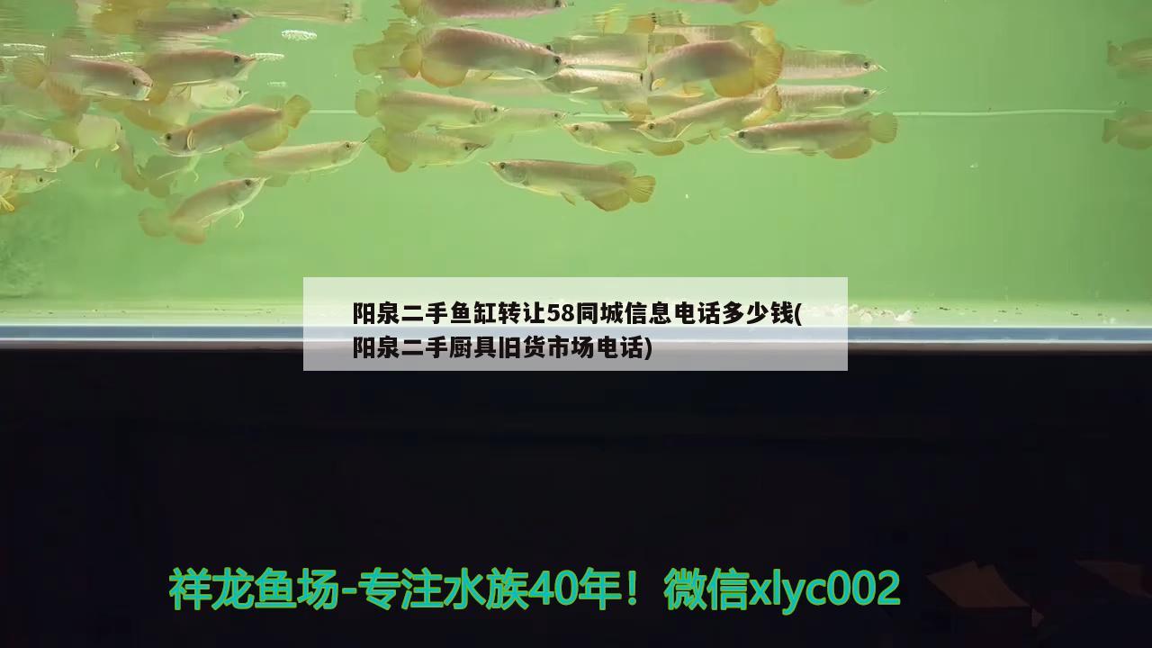 陽泉二手魚缸轉(zhuǎn)讓58同城信息電話多少錢(陽泉二手廚具舊貨市場電話)