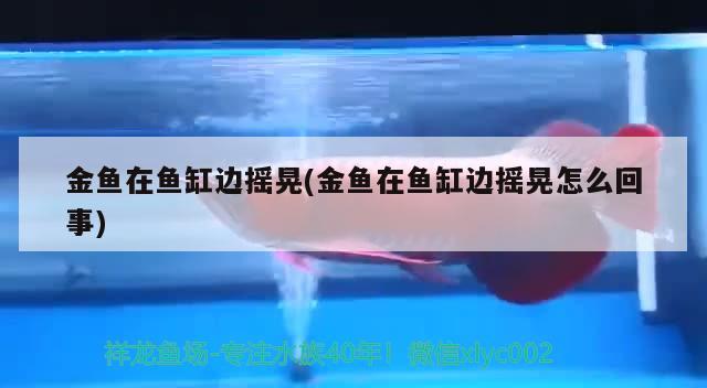 金魚在魚缸邊搖晃(金魚在魚缸邊搖晃怎么回事) 二氧化碳設(shè)備