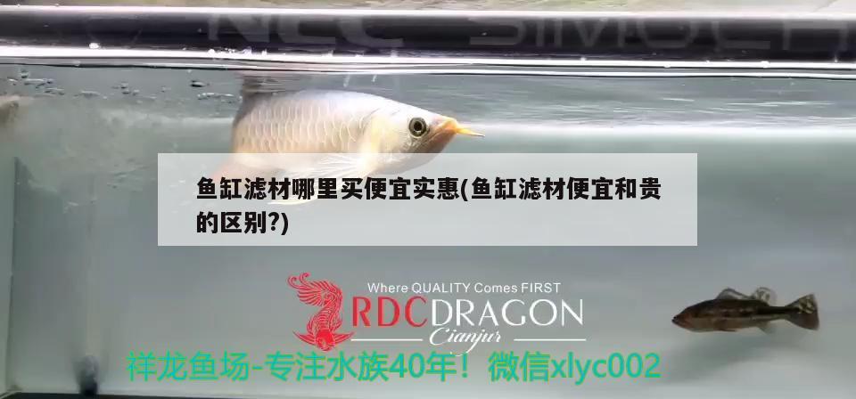 魚缸濾材哪里買便宜實惠(魚缸濾材便宜和貴的區(qū)別?) 成吉思汗鯊（球鯊）魚