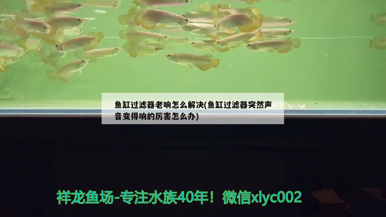 魚缸過濾器老響怎么解決(魚缸過濾器突然聲音變得響的厲害怎么辦)