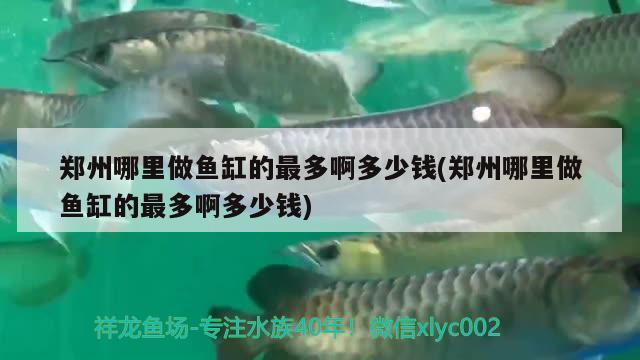 鄭州哪里做魚缸的最多啊多少錢(鄭州哪里做魚缸的最多啊多少錢) 虎斑恐龍魚