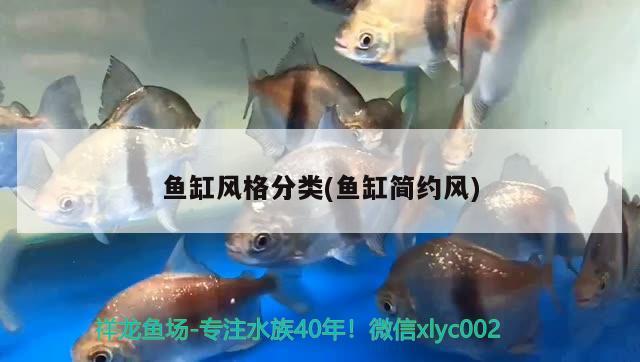 魚缸風(fēng)格分類(魚缸簡約風(fēng)) 過背金龍魚