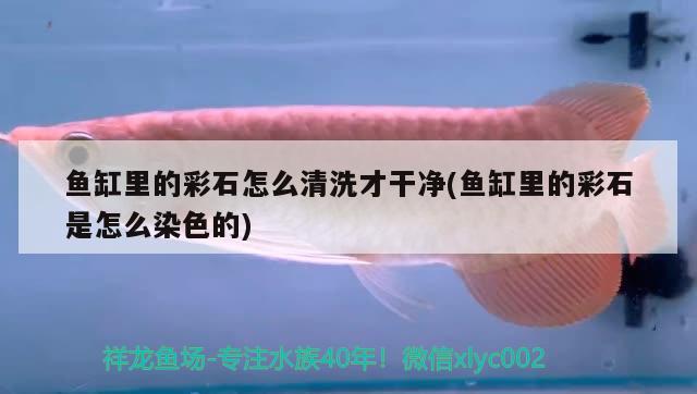 魚缸里的彩石怎么清洗才干凈(魚缸里的彩石是怎么染色的)