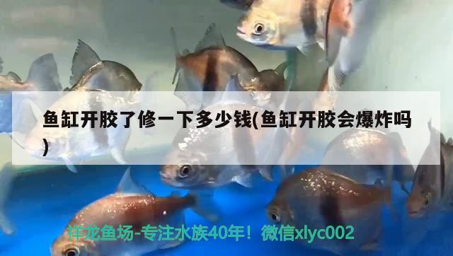 魚缸開(kāi)膠了修一下多少錢(魚缸開(kāi)膠會(huì)爆炸嗎) 魚缸百科