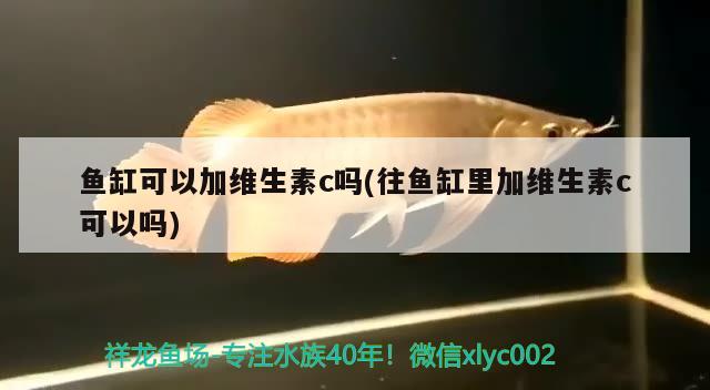 魚缸可以加維生素c嗎(往魚缸里加維生素c可以嗎) 祥龍魚場品牌產(chǎn)品