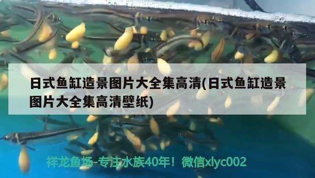 日式魚缸造景圖片大全集高清(日式魚缸造景圖片大全集高清壁紙) 藍(lán)底過背金龍魚