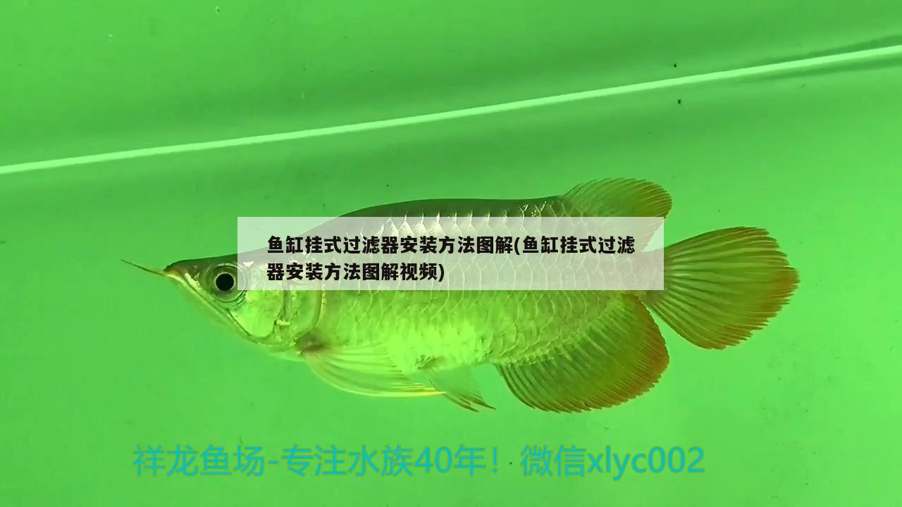 魚缸掛式過濾器安裝方法圖解(魚缸掛式過濾器安裝方法圖解視頻)