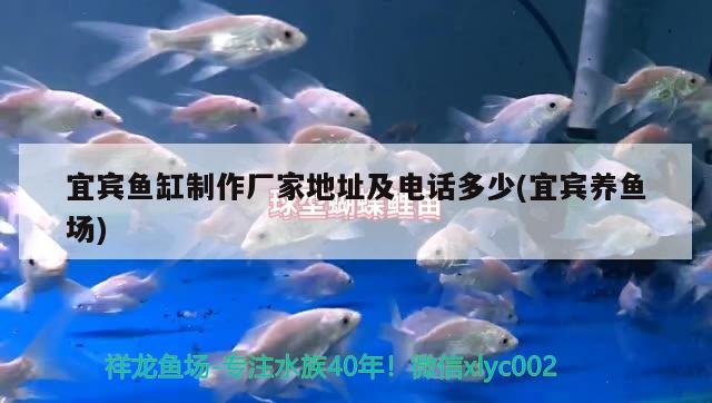 宜賓魚缸制作廠家地址及電話多少(宜賓養(yǎng)魚場(chǎng)) 檸檬鯽