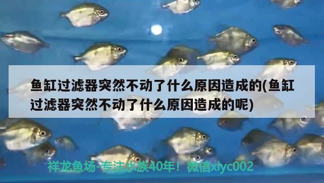 魚缸過濾器突然不動(dòng)了什么原因造成的(魚缸過濾器突然不動(dòng)了什么原因造成的呢) 其他益生菌