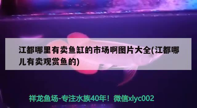 江都哪里有賣魚缸的市場啊圖片大全(江都哪兒有賣觀賞魚的) 水族用品