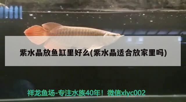 紫水晶放魚(yú)缸里好么(紫水晶適合放家里嗎) 青龍魚(yú)