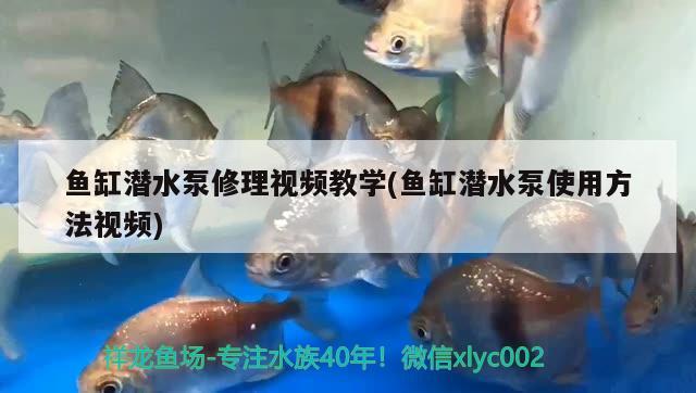 魚缸潛水泵修理視頻教學(xué)(魚缸潛水泵使用方法視頻)