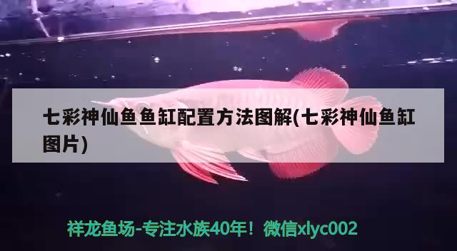 七彩神仙魚(yú)魚(yú)缸配置方法圖解(七彩神仙魚(yú)缸圖片)