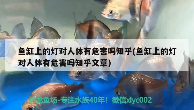 魚缸上的燈對(duì)人體有危害嗎知乎(魚缸上的燈對(duì)人體有危害嗎知乎文章)