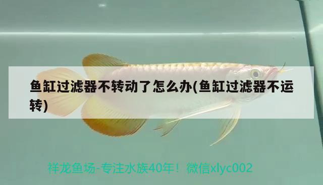 魚缸過濾器不轉(zhuǎn)動了怎么辦(魚缸過濾器不運轉(zhuǎn)) 玫瑰銀版魚