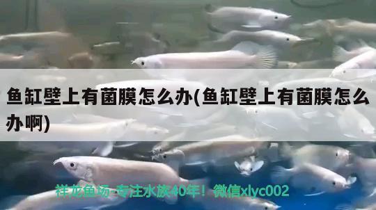 魚(yú)缸壁上有菌膜怎么辦(魚(yú)缸壁上有菌膜怎么辦啊)