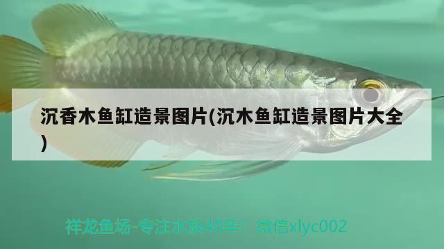 沉香木魚缸造景圖片(沉木魚缸造景圖片大全)