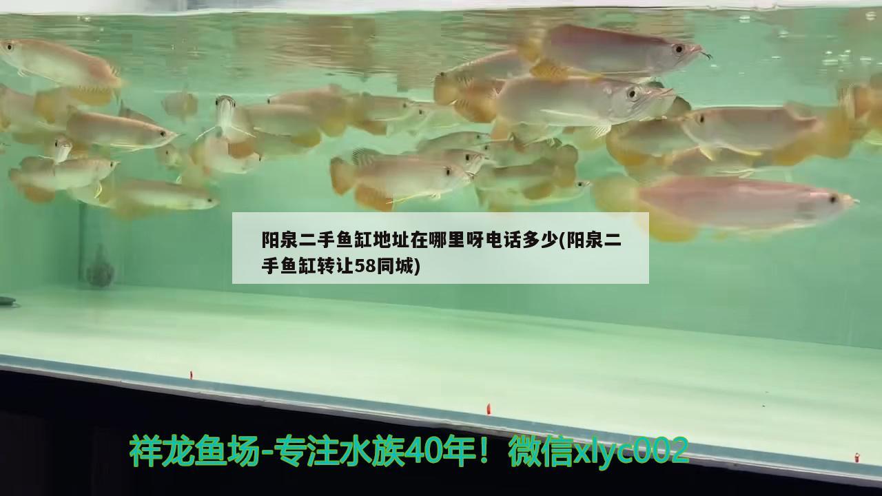 陽(yáng)泉二手魚(yú)缸地址在哪里呀電話多少(陽(yáng)泉二手魚(yú)缸轉(zhuǎn)讓58同城) 祥龍進(jìn)口元寶鳳凰魚(yú)