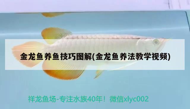 金龍魚養(yǎng)魚技巧圖解(金龍魚養(yǎng)法教學視頻)