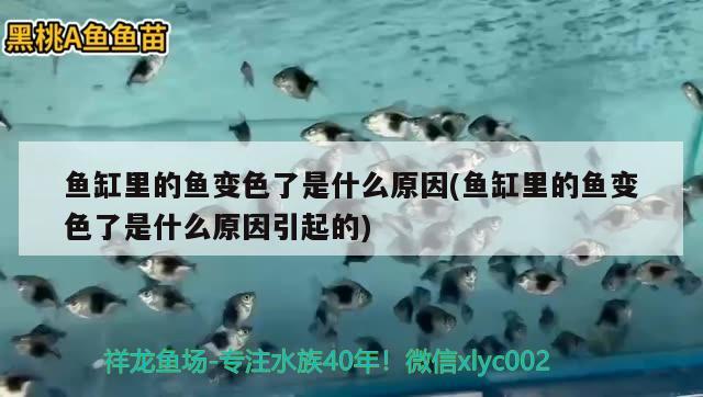 魚缸里的魚變色了是什么原因(魚缸里的魚變色了是什么原因引起的)