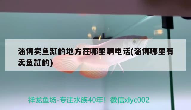 淄博賣魚(yú)缸的地方在哪里啊電話(淄博哪里有賣魚(yú)缸的) 大白鯊魚(yú)