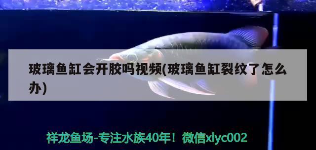 玻璃魚缸會開膠嗎視頻(玻璃魚缸裂紋了怎么辦)