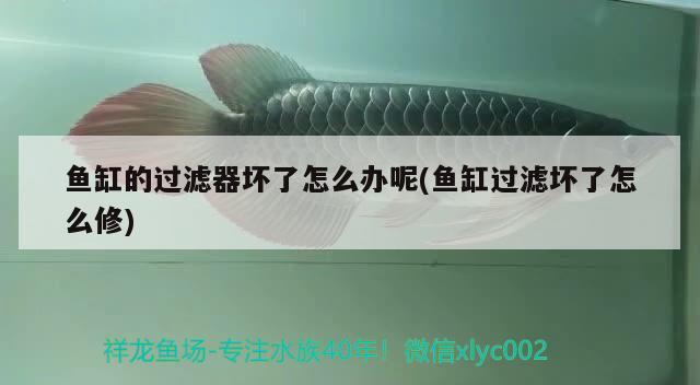 魚缸的過濾器壞了怎么辦呢(魚缸過濾壞了怎么修) 蘇虎苗（蘇門答臘虎魚苗）