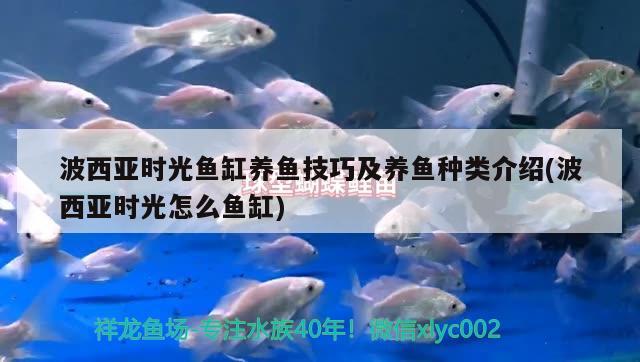 波西亞時光魚缸養(yǎng)魚技巧及養(yǎng)魚種類介紹(波西亞時光怎么魚缸) 小型觀賞魚