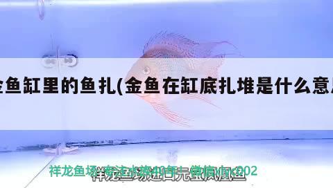 金魚缸里的魚扎(金魚在缸底扎堆是什么意思)