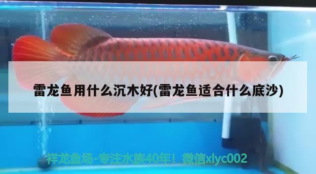 雷龍魚(yú)用什么沉木好(雷龍魚(yú)適合什么底沙) 海象魚(yú)