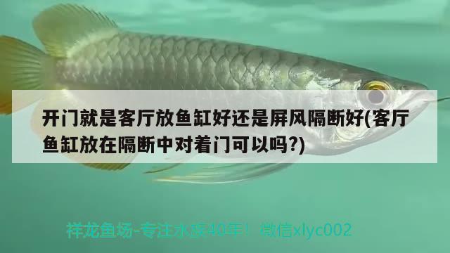 開門就是客廳放魚缸好還是屏風隔斷好(客廳魚缸放在隔斷中對著門可以嗎?) 白子黑帝王魟魚