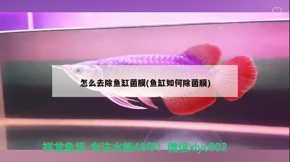 怎么去除魚缸菌膜(魚缸如何除菌膜) 黑影道人魚