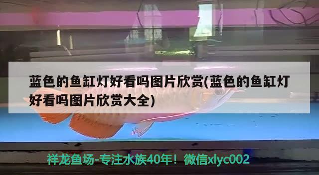 藍色的魚缸燈好看嗎圖片欣賞(藍色的魚缸燈好看嗎圖片欣賞大全) 純血皇冠黑白魟魚