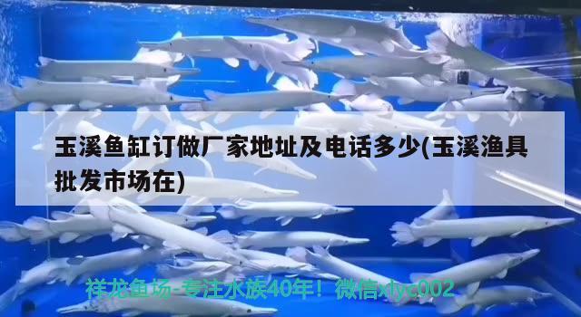 玉溪魚缸訂做廠家地址及電話多少(玉溪漁具批發(fā)市場在) 白子黑帝王魟魚