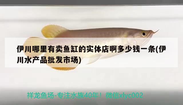 伊川哪里有賣魚缸的實體店啊多少錢一條(伊川水產(chǎn)品批發(fā)市場)