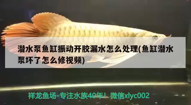 潛水泵魚(yú)缸振動(dòng)開(kāi)膠漏水怎么處理(魚(yú)缸潛水泵壞了怎么修視頻)