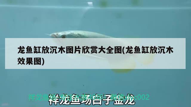 龍魚缸放沉木圖片欣賞大全圖(龍魚缸放沉木效果圖)