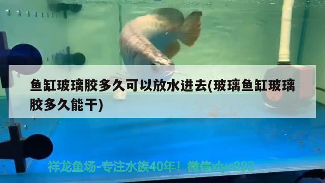 魚缸玻璃膠多久可以放水進去(玻璃魚缸玻璃膠多久能干) 委內(nèi)瑞拉奧里諾三間魚