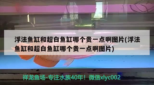 浮法魚缸和超白魚缸哪個貴一點(diǎn)啊圖片(浮法魚缸和超白魚缸哪個貴一點(diǎn)啊圖片)