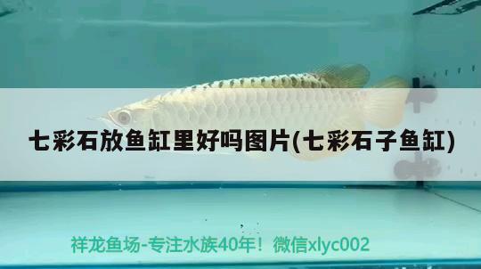 七彩石放魚(yú)缸里好嗎圖片(七彩石子魚(yú)缸)