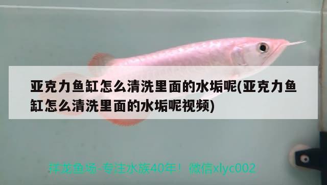 亞克力魚缸怎么清洗里面的水垢呢(亞克力魚缸怎么清洗里面的水垢呢視頻)