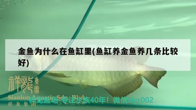 金魚為什么在魚缸里(魚缸養(yǎng)金魚養(yǎng)幾條比較好) 水族燈（魚缸燈）