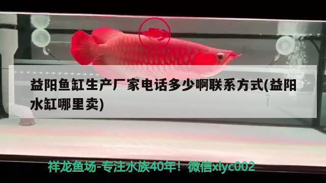 益陽魚缸生產廠家電話多少啊聯(lián)系方式(益陽水缸哪里賣) 圣菲埃及魚