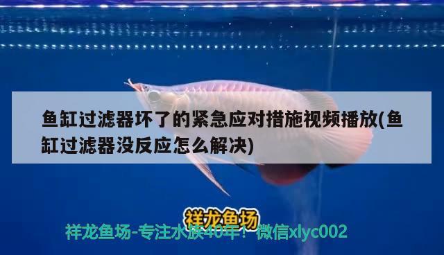 魚缸過濾器壞了的緊急應(yīng)對措施視頻播放(魚缸過濾器沒反應(yīng)怎么解決) 銀河星鉆魚