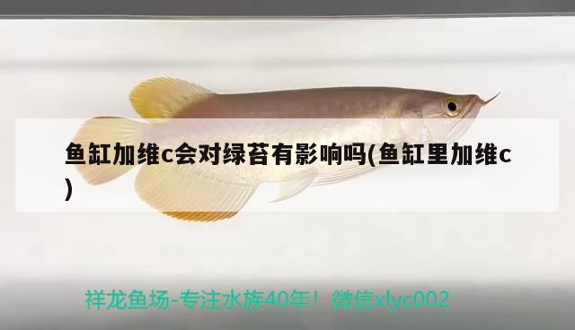 魚缸加維c會對綠苔有影響嗎(魚缸里加維c) 龍鳳鯉魚