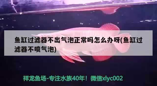 魚缸過濾器不出氣泡正常嗎怎么辦呀(魚缸過濾器不噴氣泡) 丹頂錦鯉魚