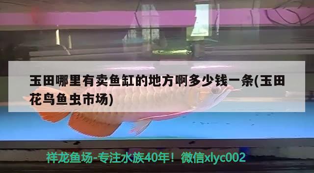 玉田哪里有賣魚缸的地方啊多少錢一條(玉田花鳥魚蟲市場) 綠皮皇冠豹魚