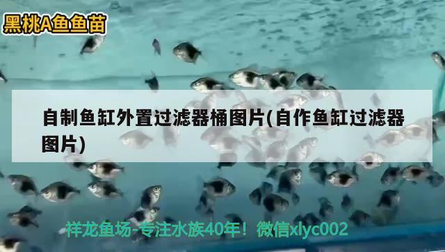 自制魚缸外置過濾器桶圖片(自作魚缸過濾器圖片) 祥龍水族濾材/器材