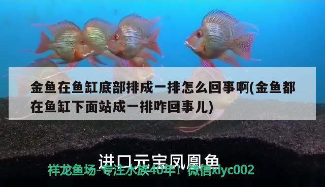 金魚(yú)在魚(yú)缸底部排成一排怎么回事啊(金魚(yú)都在魚(yú)缸下面站成一排咋回事兒) 白子黑帝王魟魚(yú)